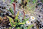 Small sub alpine fern