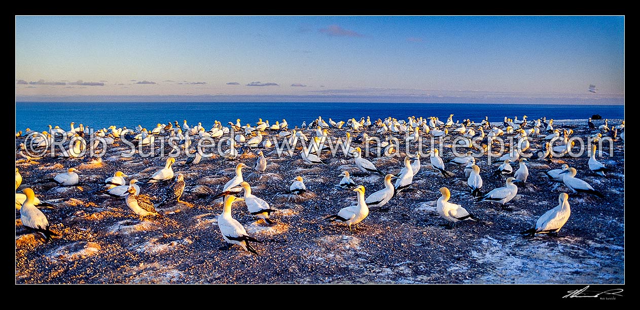 Image of Cape Kidnappers Summit Gannet Colony at dusk. Light beacon behind, Hawke's Bay, Hastings District, Hawke's Bay Region, New Zealand (NZ) stock photo image