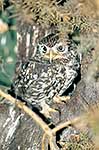 Little owl