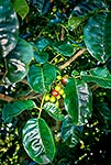 Puriri leaves & fruit