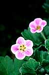 Native Geranium