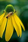 Honey bee on coneflower