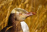 Yellow eyed penguin