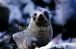 Native fur seal on rock