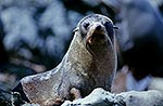 Inquisitive native fur seal on rock