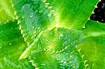 Aloe vera leaves