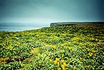 Bulbinella flower, sub antarctic