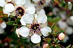 Manuka honey flowers, New Zealand