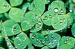 Clover leaves