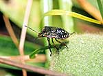 Shield bug