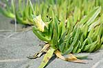 Ice plant, coastal weed