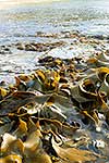 Bull Kelp seaweed