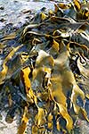 Bull Kelp