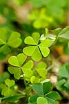 Oxalis leaves