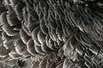 Swan feathers