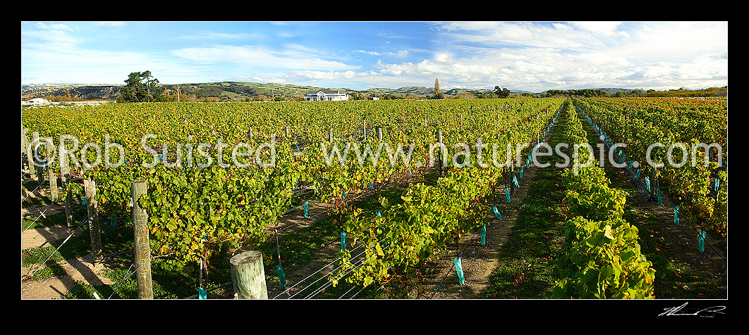 Image of Grapevines at Fairmont Estate Winery and vineyard, Gladstone, Wairarapa, Gladestone, Carterton District, Wellington Region, New Zealand (NZ) stock photo image