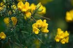 Gorse flowers