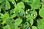 Water on clover