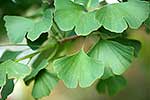 Ginkgo leaves 