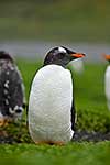 Gentoo Penguin with head turned