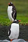 Gentoo Penguins standing up