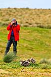 Filming Brown Skua chicks