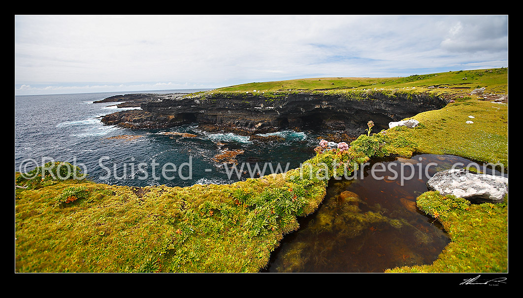 Image of Panorama over the basaltic cliffs, sward and tarns of Enderby Island. World Heritage site. Pink flowered Anisotome latifolia megaherb growing on clifftops, Enderby Island, Auckland Islands, NZ Sub Antarctic District, NZ Sub Antarctic Region, New Zealand (NZ) stock photo image