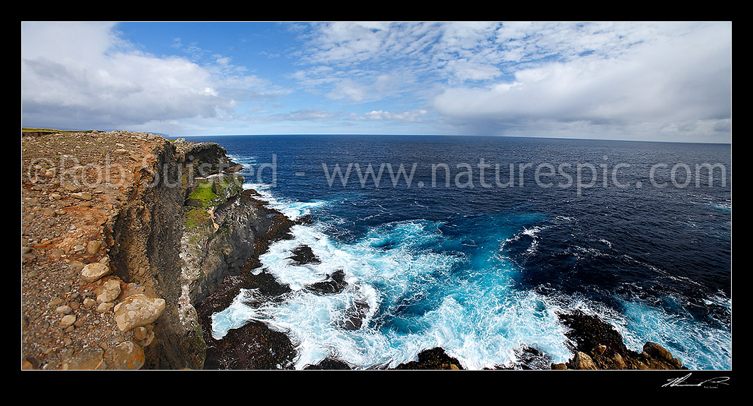 Image of Panorama looking north over the basaltic cliffs, bull kelp and waves of Enderby Island. World Heritage site, Enderby Island, Auckland Islands, NZ Sub Antarctic District, NZ Sub Antarctic Region, New Zealand (NZ) stock photo image