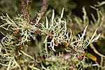 lichen