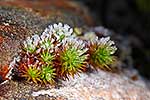 Frosted alpine plant