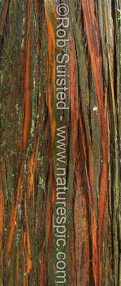 Image of Native Totara tree bark texture wet with rain (Podocarpus totara), New Zealand (NZ) stock photo image