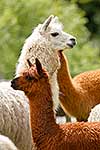 Alpaca farming