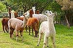 Group of Alpaca