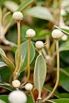 Flower buds of Native Rock Daisy