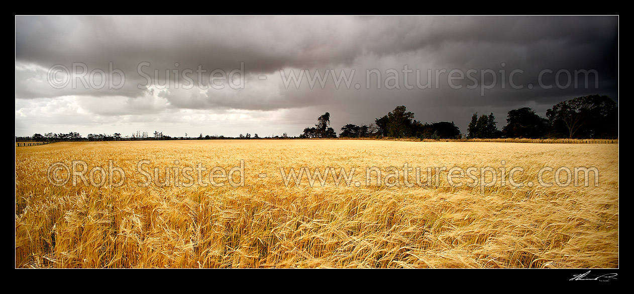 Image of Wheat or barley grain field growing under heavy moody approaching rain clouds, Foxton, Horowhenua District, Manawatu-Wanganui Region, New Zealand (NZ) stock photo image