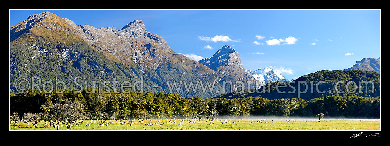 Image of Sheep grazing in morning mist below Mt Nox (1940m), Mt Chaos (1995m) and Poseidon Peak (2208m). Dart River valley at Paradise, Glenorchy, Queenstown Lakes District, Otago Region, New Zealand (NZ) stock photo image