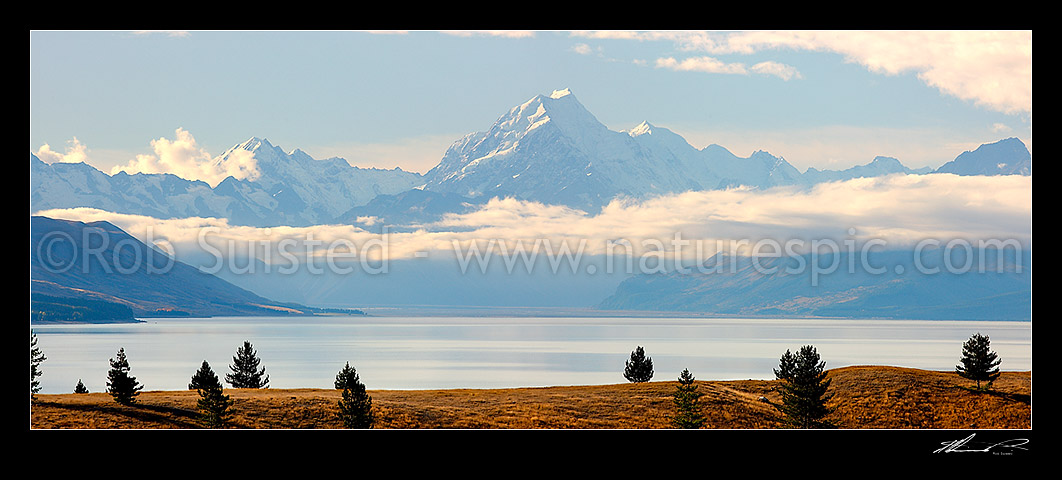 Image of Aoraki / Mount Cook peak above Lake Pukaki with sparsely spaced wilding pine trees in foreground. Panorama with Mt La Perouse (3078m) at left., Mount Cook, MacKenzie District, Canterbury Region, New Zealand (NZ) stock photo image