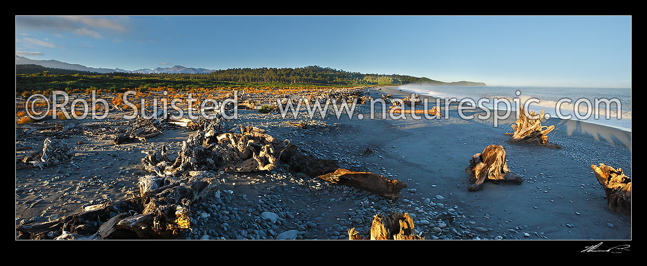 Image of Gillespies Beach on the South Westland coast. Panorama of driftwood, pingao grass, rainforest and waves in morning light, Gillespies Beach, Westland District, West Coast Region, New Zealand (NZ) stock photo image