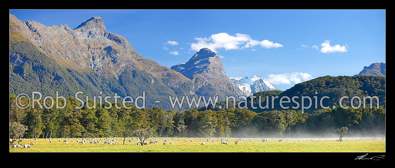 Image of Sheep grazing in morning mist below Mt Nox (1940m), Mt Chaos (1995m) and Poseidon Peak (2208m). Dart River valley at Paradise. Panorama, Glenorchy, Queenstown Lakes District, Otago Region, New Zealand (NZ) stock photo image