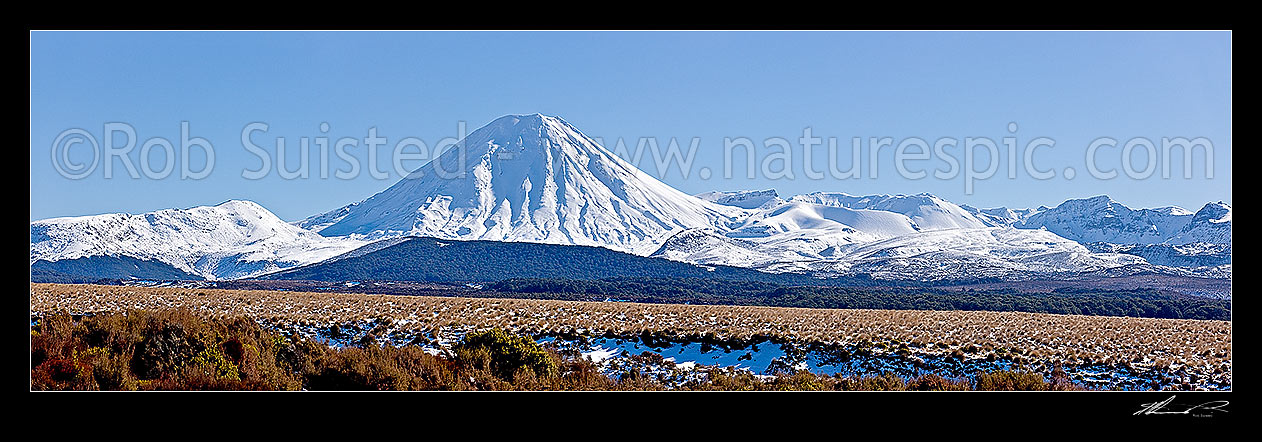 Image of Mount Ngauruhoe (2287m), distinctive volcanic cone in Tongariro National Park with Mt Tongariro (1967m) to right, panorama seen from Rangipo, with Red tussocks (Chionochloa rubra), Tongariro National Park, Taupo District, Waikato Region, New Zealand (NZ) stock photo image