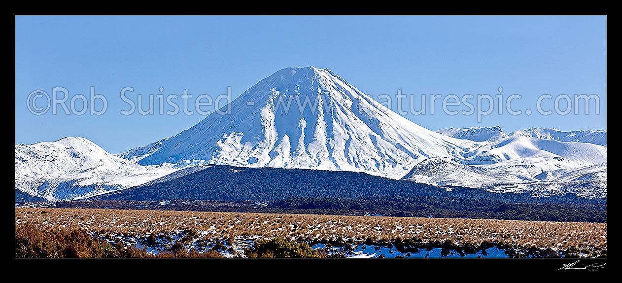 Image of Mount Ngauruhoe (2287m), distinctive volcanic cone in Tongariro National Park, panorama seen from Rangipo, with Red tussocks (Chionochloa rubra) in winter snow, Tongariro National Park, Taupo District, Waikato Region, New Zealand (NZ) stock photo image