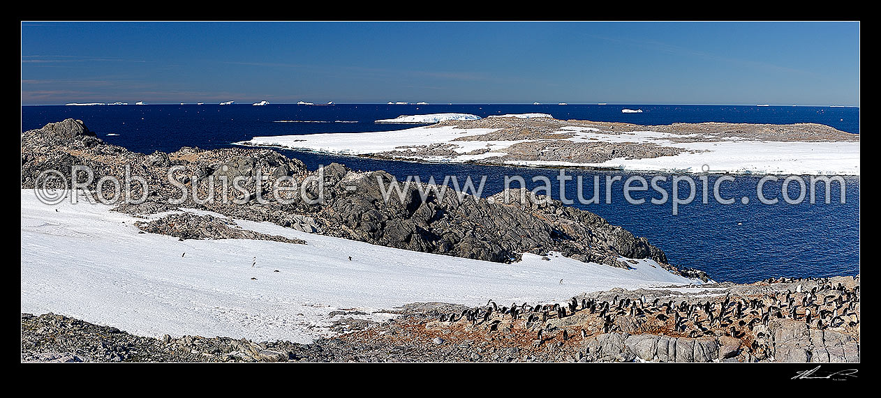 Image of Antarctic continent panorama in French sector, Cape Jewels, near Dumont d'Urville Station. Adelie penguins and rookeries on rocks (Pygoscelis adeliae). Idyllic harbour panorama, Cape Jewels, George V land, Antarctica Region, Antarctica stock photo image