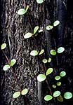 Native climber