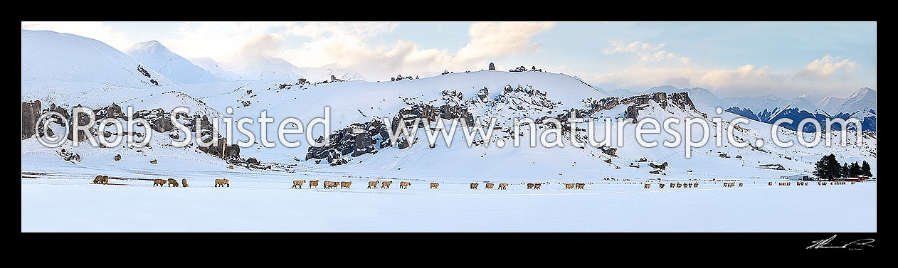 Image of Castle Hill Station merino sheep in heavy winter snows. Castle Hill limestone rock climbing area beyond, Castle Hill, Selwyn District, Canterbury Region, New Zealand (NZ) stock photo image