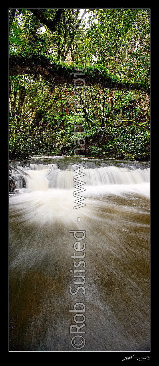 Image of Purakaunui River. Forest stream and small cascading waterfall or riffle in lush New Zealand bush rainforest. Vertical panorama, Catlins, Clutha District, Otago Region, New Zealand (NZ) stock photo image