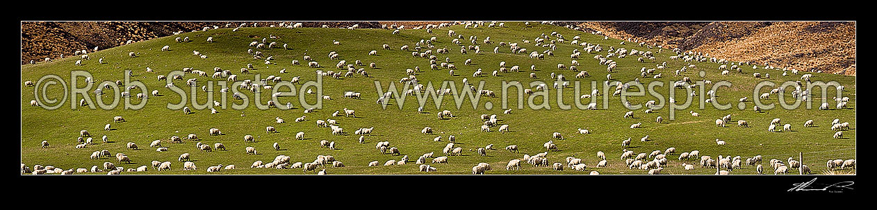 Image of Large sheep flock feeding on grassland pasture. Lush farmland panorama, Mossburn, Southland District, Southland Region, New Zealand (NZ) stock photo image