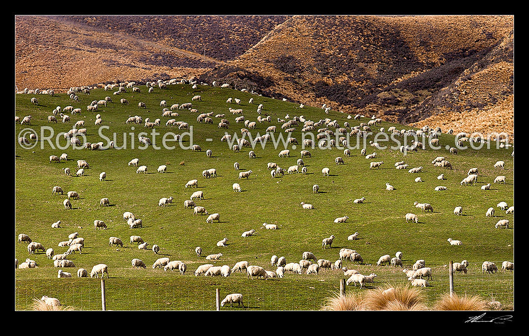 Image of Large sheep flock feeding on grassland pasture. Lush farmland panorama, Mossburn, Southland District, Southland Region, New Zealand (NZ) stock photo image