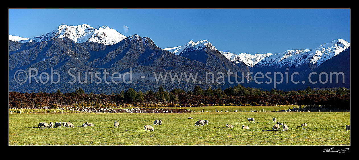 Image of Sheep flock grazing in lush fields with snowy Fiordland mountains beyond. Panorama, Manapouri, Southland District, Southland Region, New Zealand (NZ) stock photo image