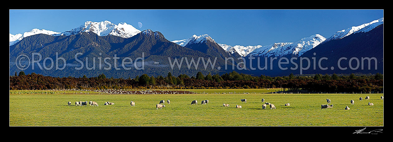 Image of Sheep flock grazing in lush fields with snowy Fiordland mountains beyond. Panorama, Manapouri, Southland District, Southland Region, New Zealand (NZ) stock photo image