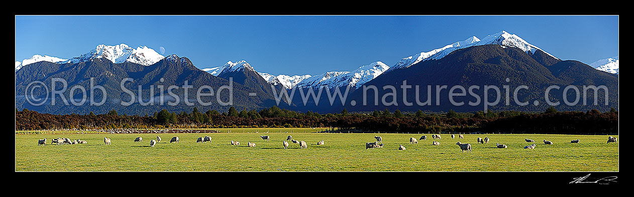 Image of Sheep flock grazing in lush fields with snowy Fiordland mountains beyond. Panorama, Manapouri, Southland District, Southland Region, New Zealand (NZ) stock photo image